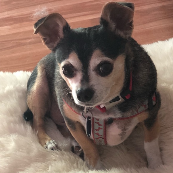 Meet your Posher, Gina - Picture 2 of 3